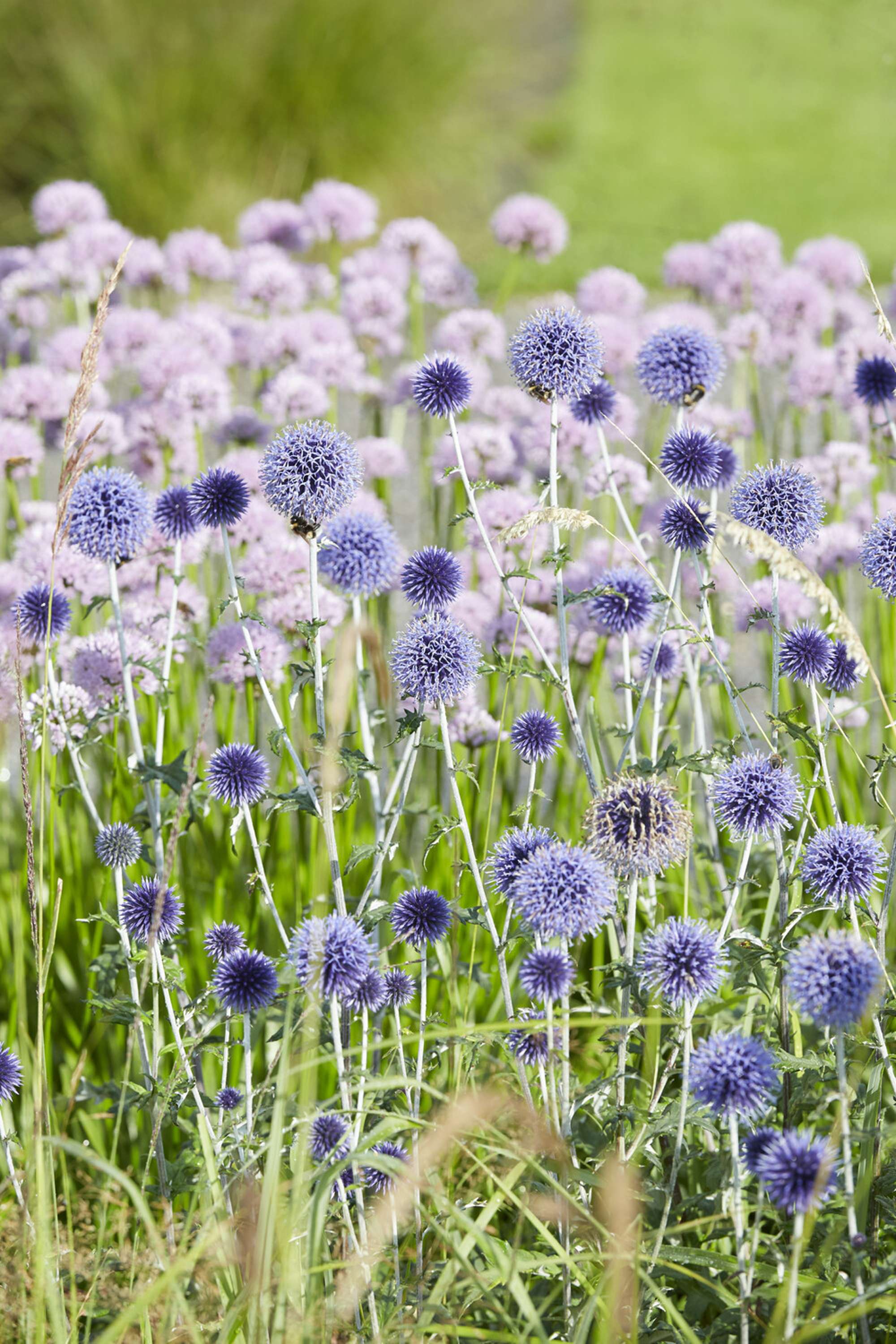 Bolltistel 'Veitch's Blue'